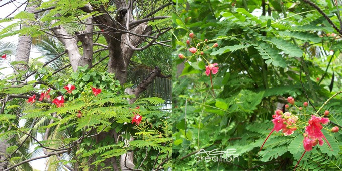 Slider-AboutBali-Flowers&Trees