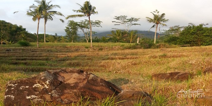 Slider-Area-Padi-LargeView-DrySeason